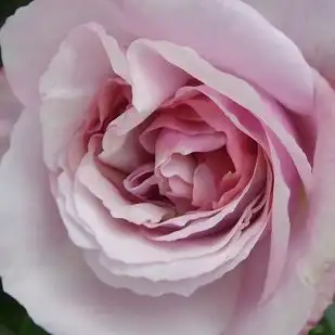 Comanda trandafiri online - Galben - Violet - trandafir nostalgic - trandafir cu parfum intens - Rosa Herkules ® - W. Kordes & Sons - ,-